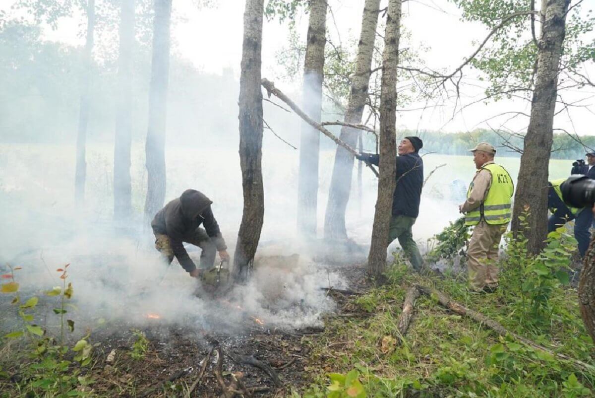 Зерендіде орман өрті сөндірілді