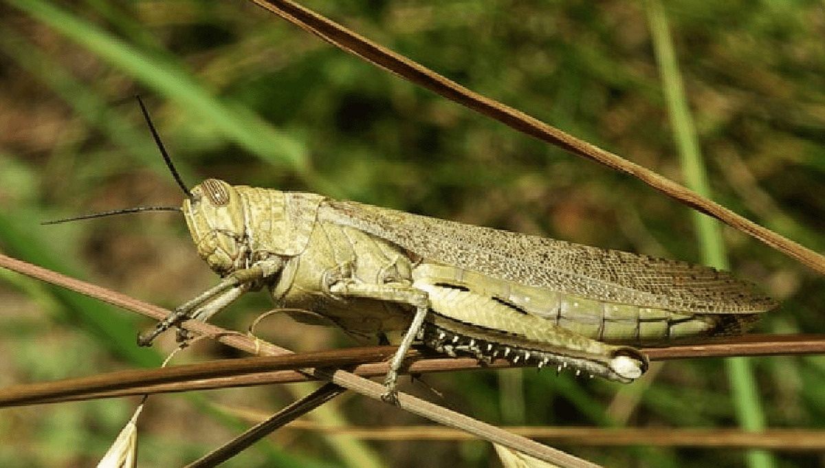 Қазақстанның қай өңірлерінде шегіртке қаптады