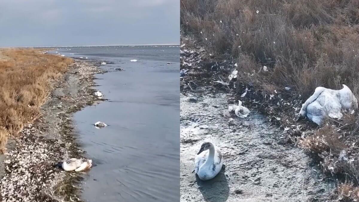 Ақтауда аққулар қырылып жатыр - видео