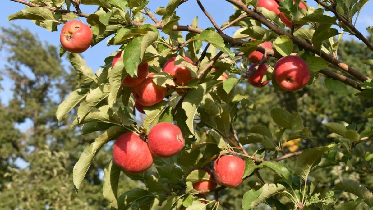 Апорт алмасы кеңдікті жақсы көреді