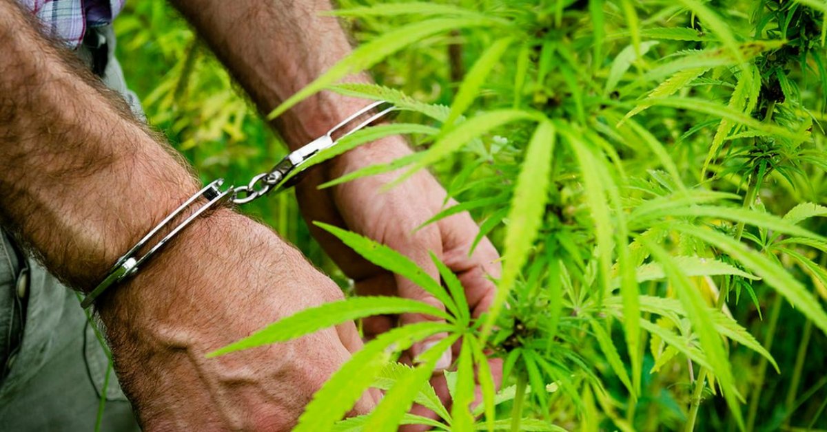 Жамбыл облысының 51 жастағы тұрғын ірі көлемде марихуана сақтаған