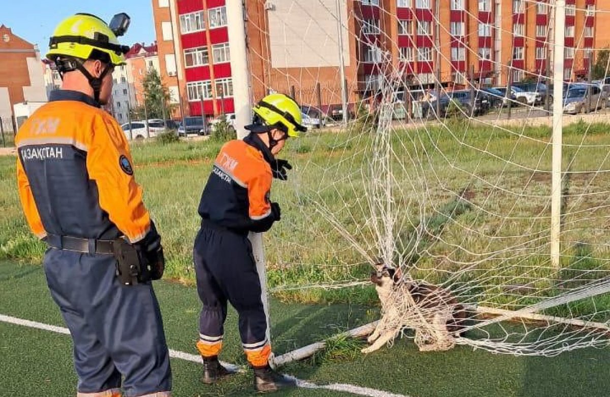"Қақпашы ит": Петропавлда мектептегі футбол алаңынан ит құтқарылды