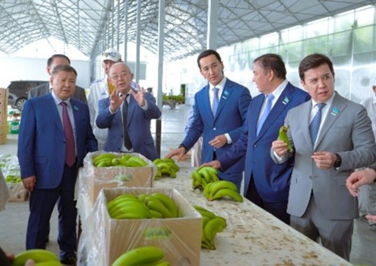 Түркістан өңірінде банан өсіп, балық бапталуда