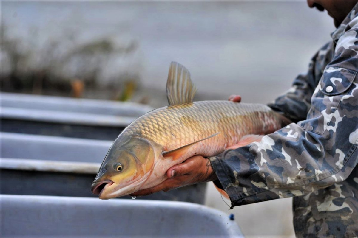 ШҚО-да биыл 2,5 мың тонна тауарлы балық өндіріледі