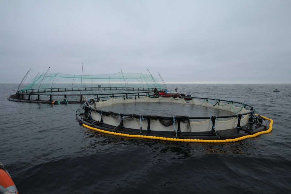 Маңғыстауда Орталық Азиядағы алғашқы теңіз аквашаруашылық жобасы іске асуда