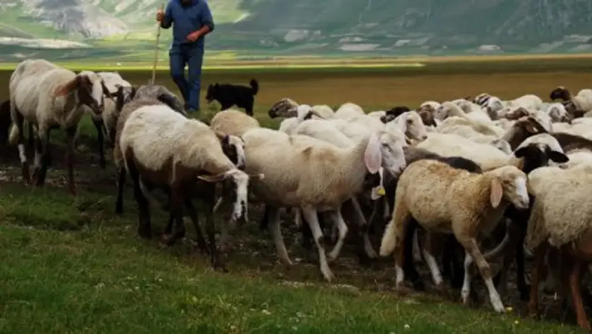 Қойшы-малшыларға 55 жастан бастап арнайы әлеуметтік төлем қарастырылды