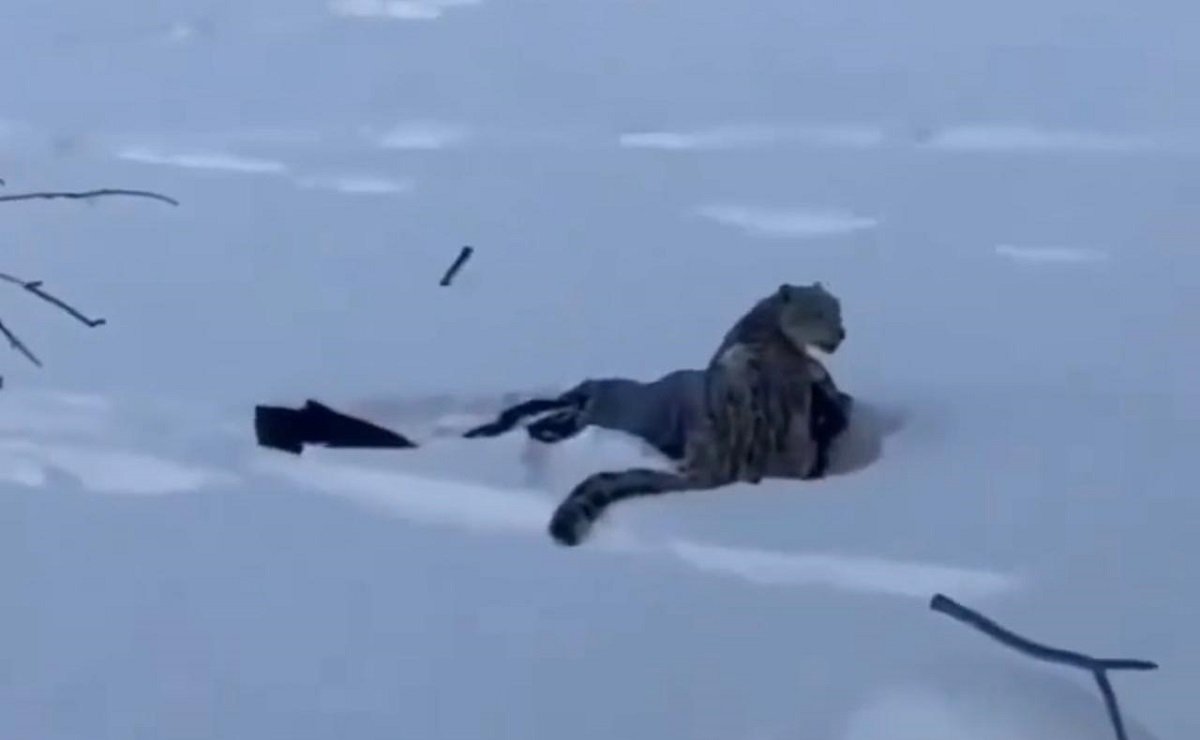 Қар барысы шаңғышыға шабуыл жасады