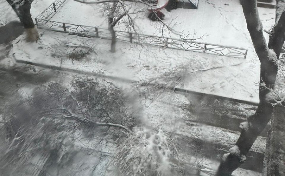 Шымкентте 10 жасар бала құлаған ағаш бұтағының астында қалып қайтыс болды