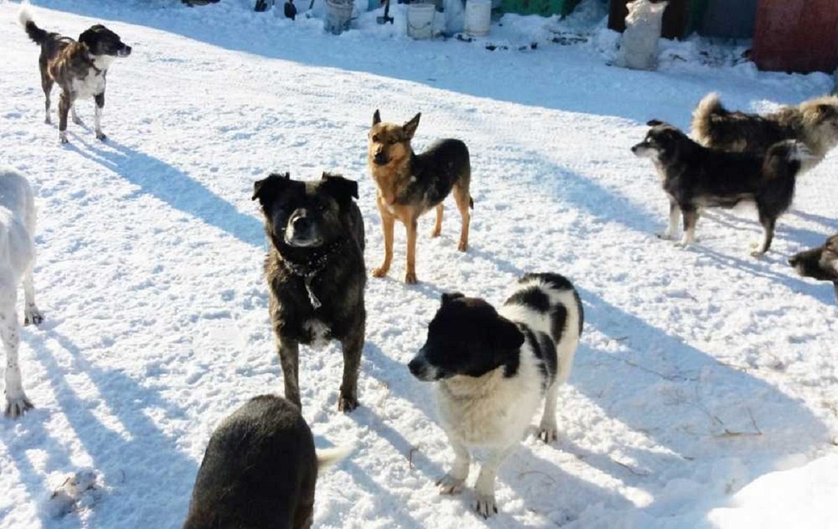 Алматы облысында егде әйелді он шақты ит талап тастаған