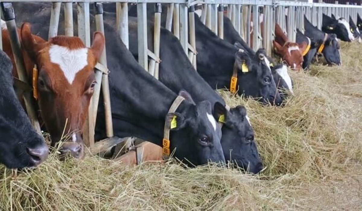 Қазақстан Ресейден мал азығын әкелуге уақытша тыйым салды