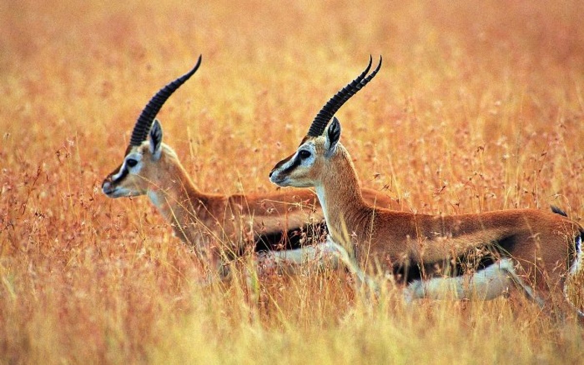 Жамбыл облысында Қызыл кітапқа енген қарақұйрықты атқан браконьер ұсталды