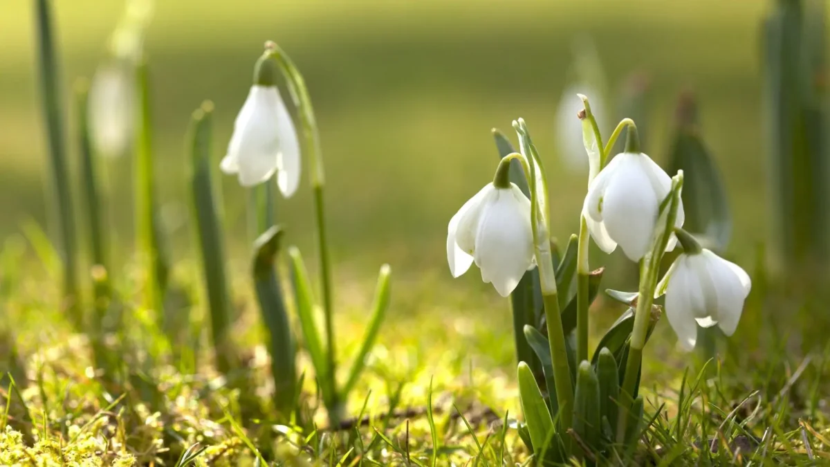 Демалыс күндері күн жылынады