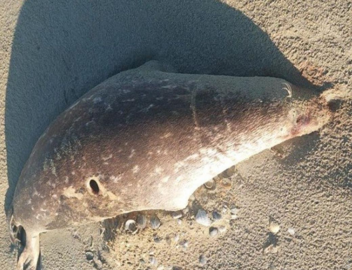 Каспий теңізінің жағалауынан жүзге жуық өлі итбалық табылды