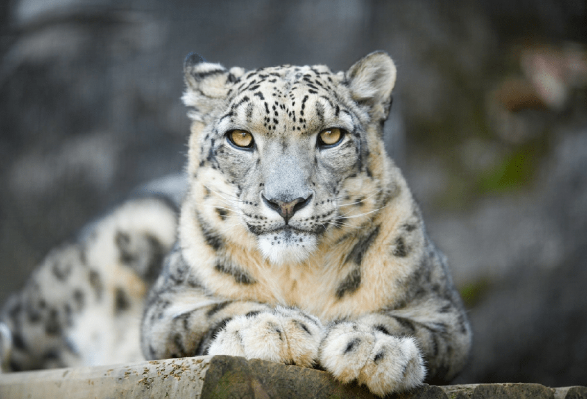 Қазақстанда қар барысының саны 190-ға жетті — Тоқаев