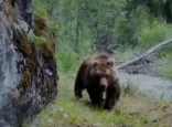 Ұлттық паркте Тянь-Шаньның қоңыр аюлары фототұзаққа түсті