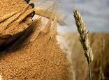 Биыл жиналған астық қай елдерге экспортталып жатыр