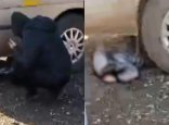 Алматы облысында балаларды таситын автобус 7 жасар оқушыны басып кетті