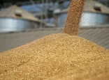 Қазақстан астығы Мысыр мен Араб елдеріне сатылмақ