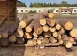 Павлодарда табиғат пен орманды қорғаушы ағаштарды отап жүр
