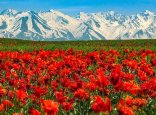Жамбыл жерінде «Қызғалдақ мұра» халықаралық фестивалі өтеді