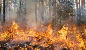 «Семей орманы» өртіне кінәлі деп танылған екі министрліктің шенеуніктері сотталды