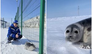 «Қаражанбас» мұнай айдау станциясының аумағынан итбалық табылды