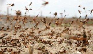 2,1 млн гектарды басып алған: Бектенов өңірлерде шегірткеге қарсы шараларды күшейтуді тапсырды