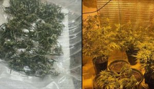 4190 бұтасы бар плантация: Қызылордалық тұрғын үйді фитозертханаға айналдырған