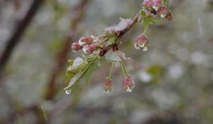 Еліміздің бірқатар өңірінде үсік жүреді