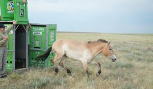 Қазақ даласына Чехиядан әкелінген керқұландар жіберілді