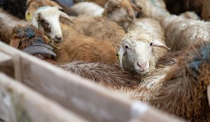 Алматыда Құрбан айт кезінде құрбандық шалатын орындар анықталды