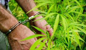 Жамбыл облысының 51 жастағы тұрғын ірі көлемде марихуана сақтаған