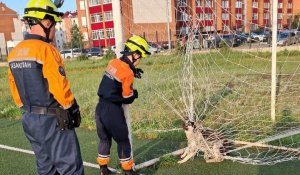 "Қақпашы ит": Петропавлда мектептегі футбол алаңынан ит құтқарылды