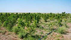 Түркістан: Келес ауданында жібек құртын өсіру қолға алынды