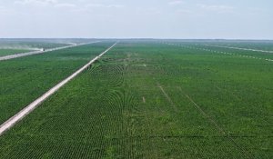Түркістан облысында 2025-2026 жылдары толық циклді мақта-тоқыма кластерін құру көзделген