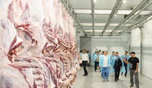Түркістан облысында 5 мың басқа арналған ірі мал бордақылау алаңы іске қосылды