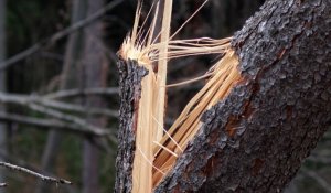 Сынған ағаш әйелдің үстіне құлады: әкімдік мәлімдеме жасады