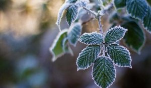 Қазақстанның бірқатар өңірінде жаңбыр жауып, үсік жүреді