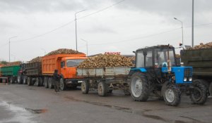 Жетісудағы қант зауыттары қант қызылшасын қабылдай бастады