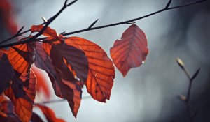 Қазақстанның басым бөлігінде жауын-шашынсыз ауа райы күтіледі