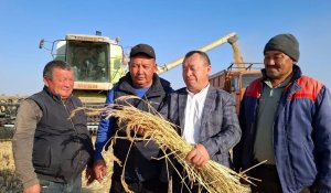 Балқаш ауданында күріш жинау науқаны қарқынды жүріп жатыр