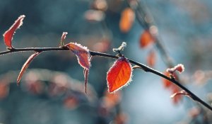 Қазақстанда күн суытады: 4 қарашадан бастап -13 градус аяз түседі