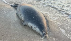 Каспий жағасынан 100-ден астам итбалық өлі табылды