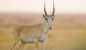 Киік еті қай жолмен ауланады және қалай тексеріледі