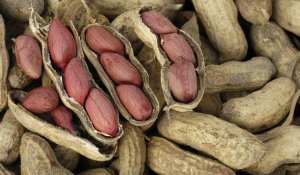 Жетісу облысында алғаш рет жержаңғақ өсіріле бастады