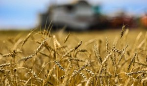 Ақтөбе облысында ауыл шаруашылығын қолдауға 15 млрд теңге бөлінді