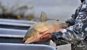 ШҚО-да биыл 2,5 мың тонна тауарлы балық өндіріледі