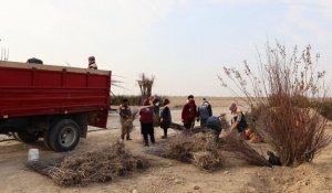 Түркістанның экологиялық тынысы: 10 гектар аумақта жаңа тұқымбақ іске қосылды