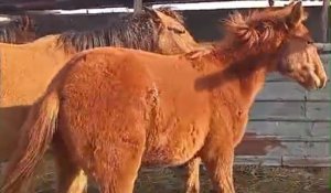 Алматы облысында екі үйір жылқыны атып, етін сойып алып кеткен