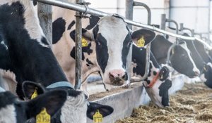 Екі жылда 25 мың шаруа қожалығы жабылды: сарапшы дабыл қақты